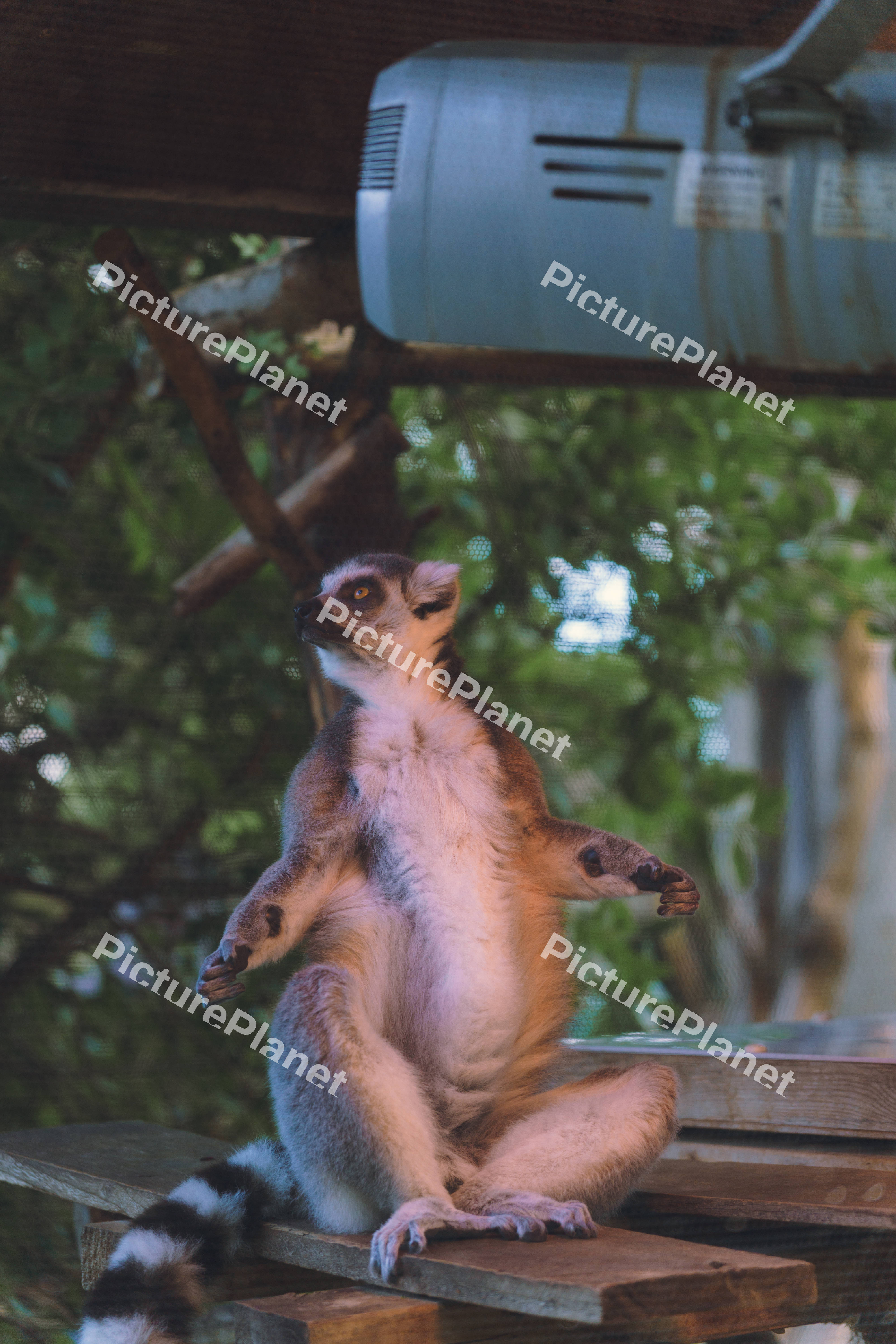 Lemur Bathing